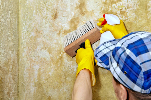 Best Industrial Mold Remediation  in USA